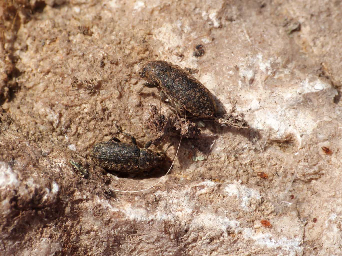 Rhinocyllus sp.? - S. Severa (RM)